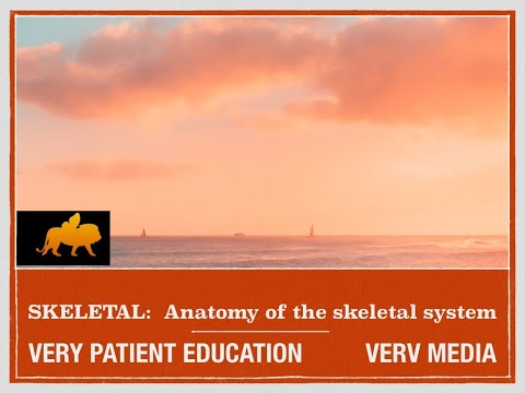 VERY PATIENT EDUCATION SKELETAL:  What is the anatomy of the skeletal system and how does it work?