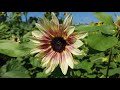 Sunflower's Hidden Treasures - Episode 13 - HD || Lung Aliments || Spider Bites