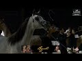 Kingdom International Championship for Arabian Horse 2024  YFC