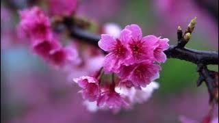 Download lagu Lagu Sion No. 93 | Rahmat Tuhan video