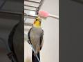 This parrot can mimic brushing teeth and various other sounds. #birds #parrot #parrots #pets #shorts