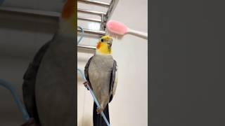 This parrot can mimic brushing teeth and various other sounds. #birds #parrot #parrots #pets #shorts