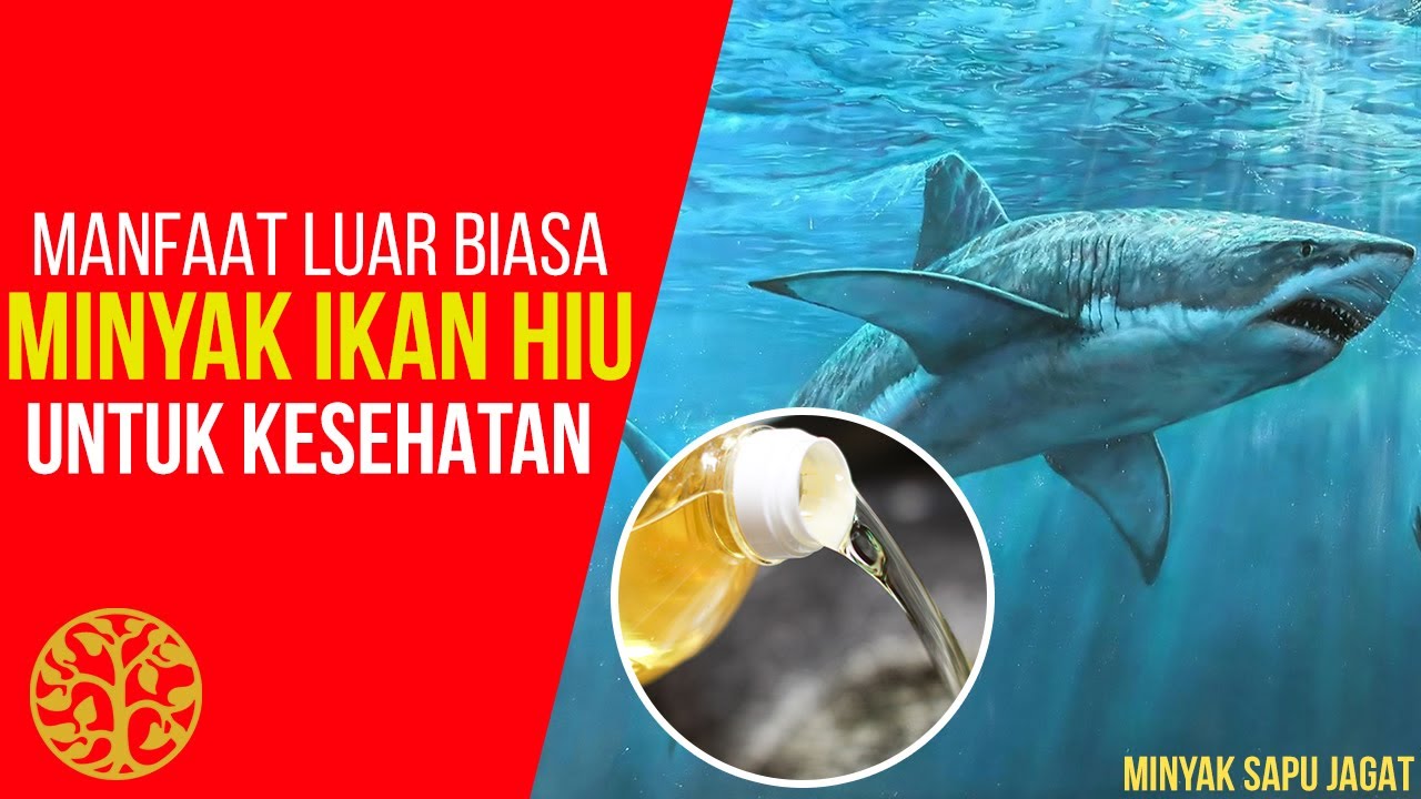 Manfaat Minyak Ikan Hiu Asli untuk Kesehatan dalam Minyak Sapu Jagat