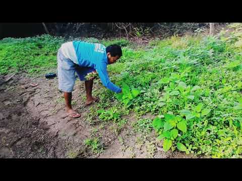 Video: Container Grown Hyssop: Paano Magtanim ng Hyssop Plant sa Isang Palayok