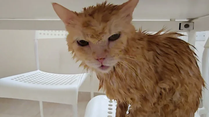 Video 11818331: bath catlover, cute cat bathing, bath happy