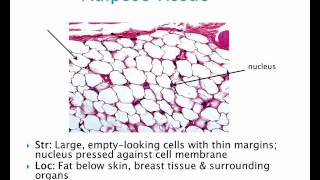 Chapter 6 Tissues Part 2