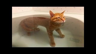 【面白い動画】😻面白い動物😻猫、動物の面白い瞬間