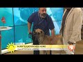Så upptäcker du om din hund har allvarlig hjärtsjukdom - Nyhetsmorgon (TV4)