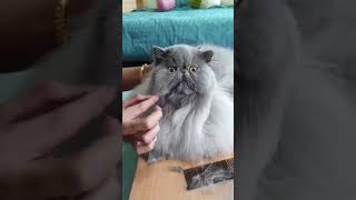 Persian grooming before cat show!
