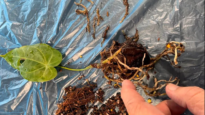 Roots' Check and Root Rot Mitigation - Anthurium Regale X