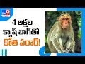 Monkey snatches bag containing Rs 4 lakh in UP’s Sitapur, tears & throws currency notes in the air
