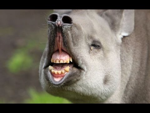 animals making funny noises hilarious - YouTube