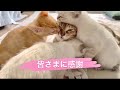 【ありがとうございました】 # 10 初映像。3ヶ月ぶりに 子猫を連れてやって来た母猫 みーちゃんの愛。三姉妹子猫の ほっこり動画#野良猫保護 #子猫