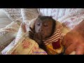 Monkeys Toby, Angelika & Russel’s mornings 😴 🛌 💤 😊 ☀️