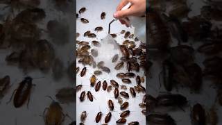 Kill Cockroaches Without Chemicals #diy #homehacks