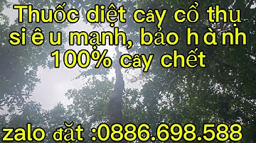 Thuốc diệt cây cổ thụ, cách diệt cây cổ thụ nhanh nhất, an toàn , hiệu quả ,tiết kiệm