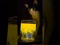 trending #funnycatvideos #