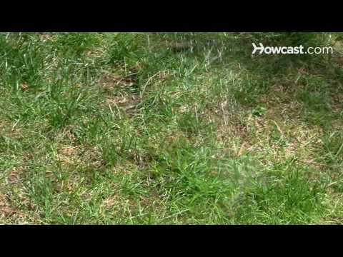 Video: Mengapa Anjing Menendang Rumput Setelah Pergi Ke Kamar Mandi & Cara Menyimpan Halaman Anda
