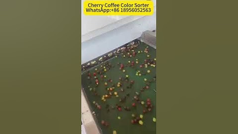 Coffee color sorter machine/Cherry coffee color sorter--WhatsApp:+86 18956052563 #colorsorter