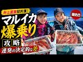 【相模湾マルイカ】今年は当たり年!爆乗り連発...釣れる人の差とは?|攻略解説|井上直美|マルイカ釣り