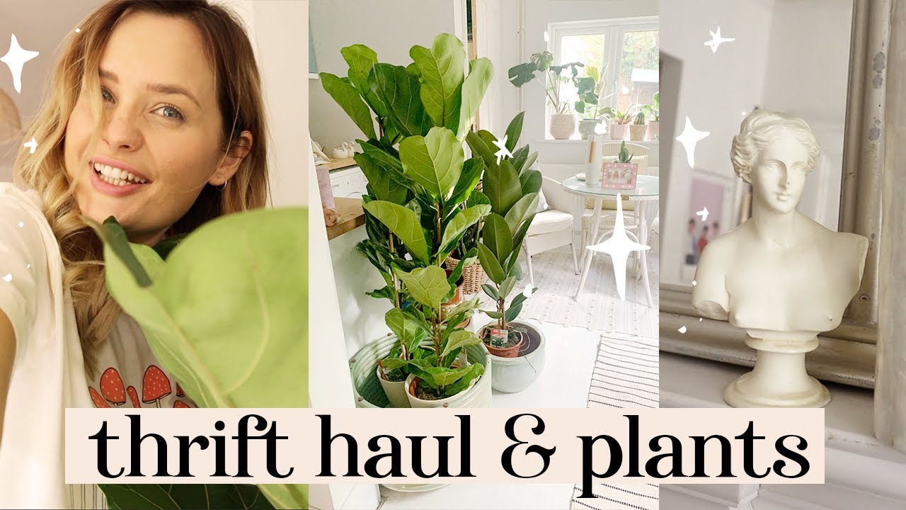 Thrift homeware haul, Christmas prep and new bargain plants from LIDL