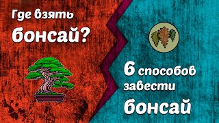 видео: Шесть способов получить бонсай или где взять бонсай? @Studio.Bonsai картинка: Шесть способов получить бонсай или где взять бонсай? @Studio.Bonsai