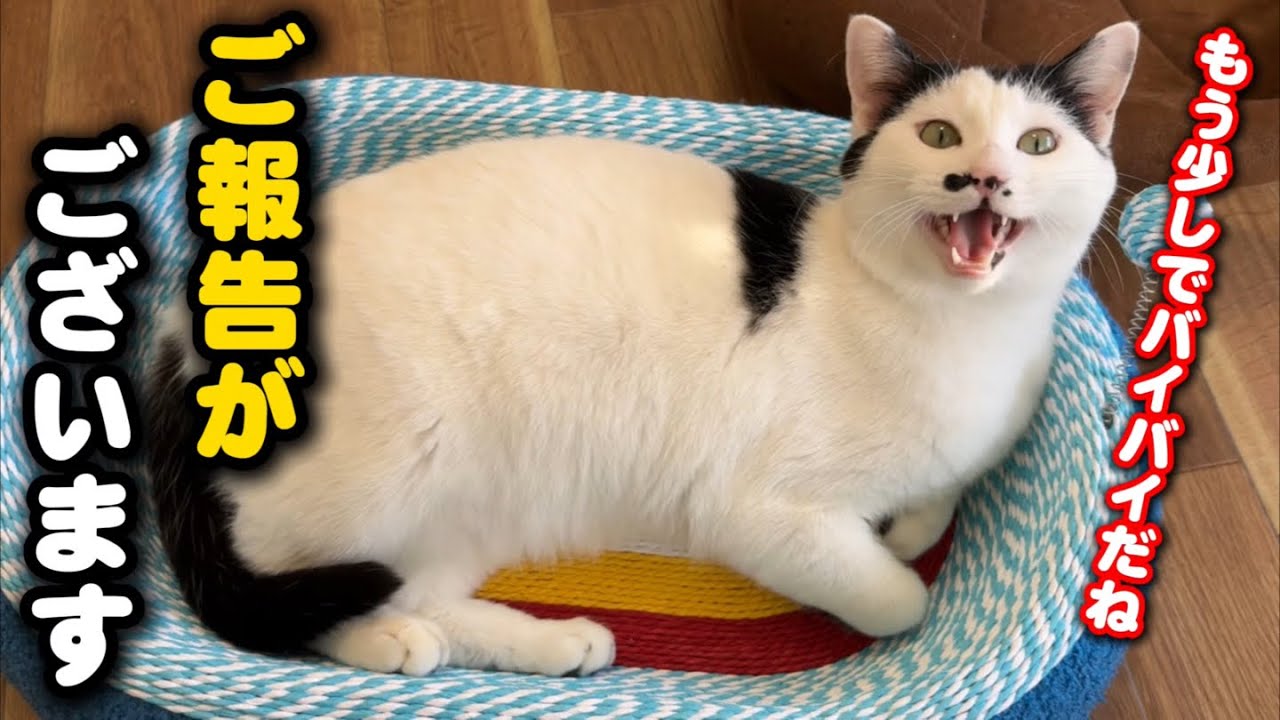 保護猫たちとお別れの日が決まりました