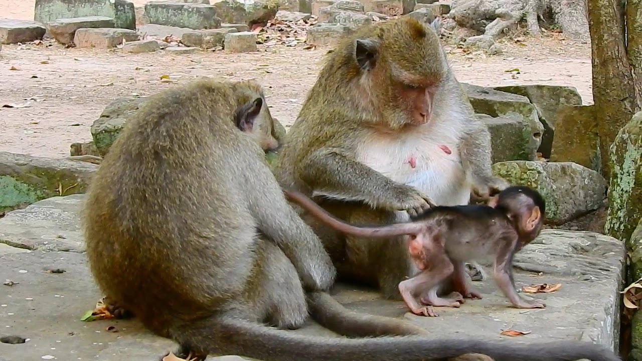 New Update Of Pregnant Monkey Maria At The Late After Noon -5043