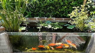 Come creare un Pond nel vostro giardino