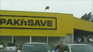 Driving to Pakn Save