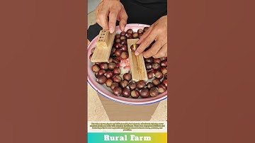 From Shell to Snack: This Simple Tool Witnessing the Cleanest Chestnut Peel