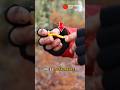 Así es la angula de monte (Craterellus tubaeformis) en su hábitat