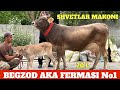 BEGZOD AKA FERMASI SHVETLAR MAKONI NARXLAR SUPPER BOLASI BUQA YOSH SIFATLI SIGIRLAR