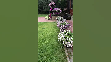 Сколько петуний сажать в 1 горшок?