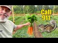 Planting Carrots in Gardens All Natural No Fertilizers