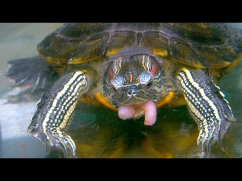 норвежская креветка. корм красноухой черепахи креветки. креветковая черепаха. креветки мраморные аквариумные. креветки черепахам.