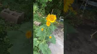 Lucy sunflower explosion