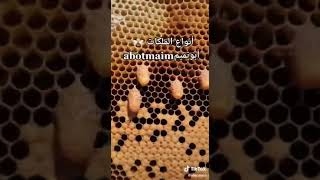 الفرق بين الذكور والعاملات وملكات النحل