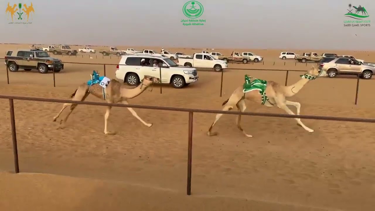 ميدان شرورة- الشوط الاول رئيسي بكار مفاريد مسافة (١٥٠٠م) دانات ل  شبيكان بن عمر بن عجيرات الصيعري