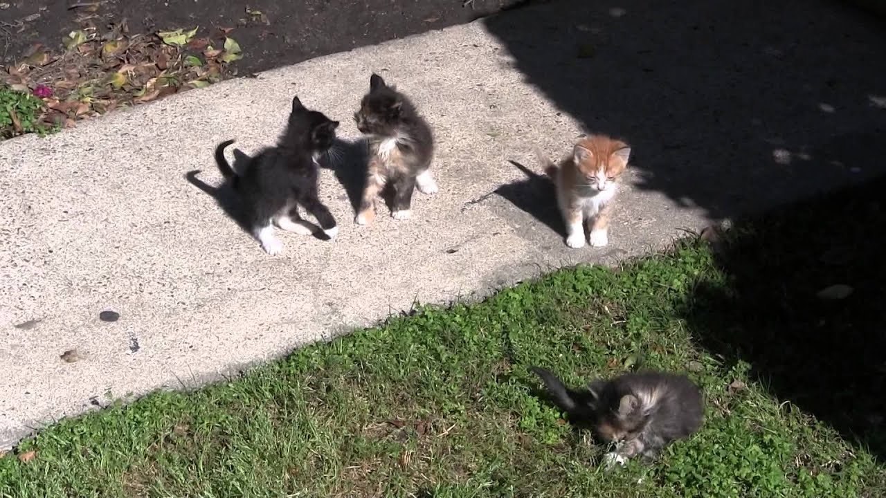 Five Kittens & their Mother Cat 15 April 2014 Outside playing = Born 23