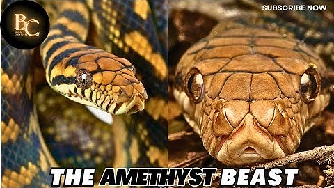 Imagine This Above You🙄🐍Scrub Python| Amethystine Python