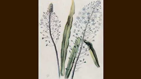 Wild Flowers of Palestine  30 Illustrations by K M...