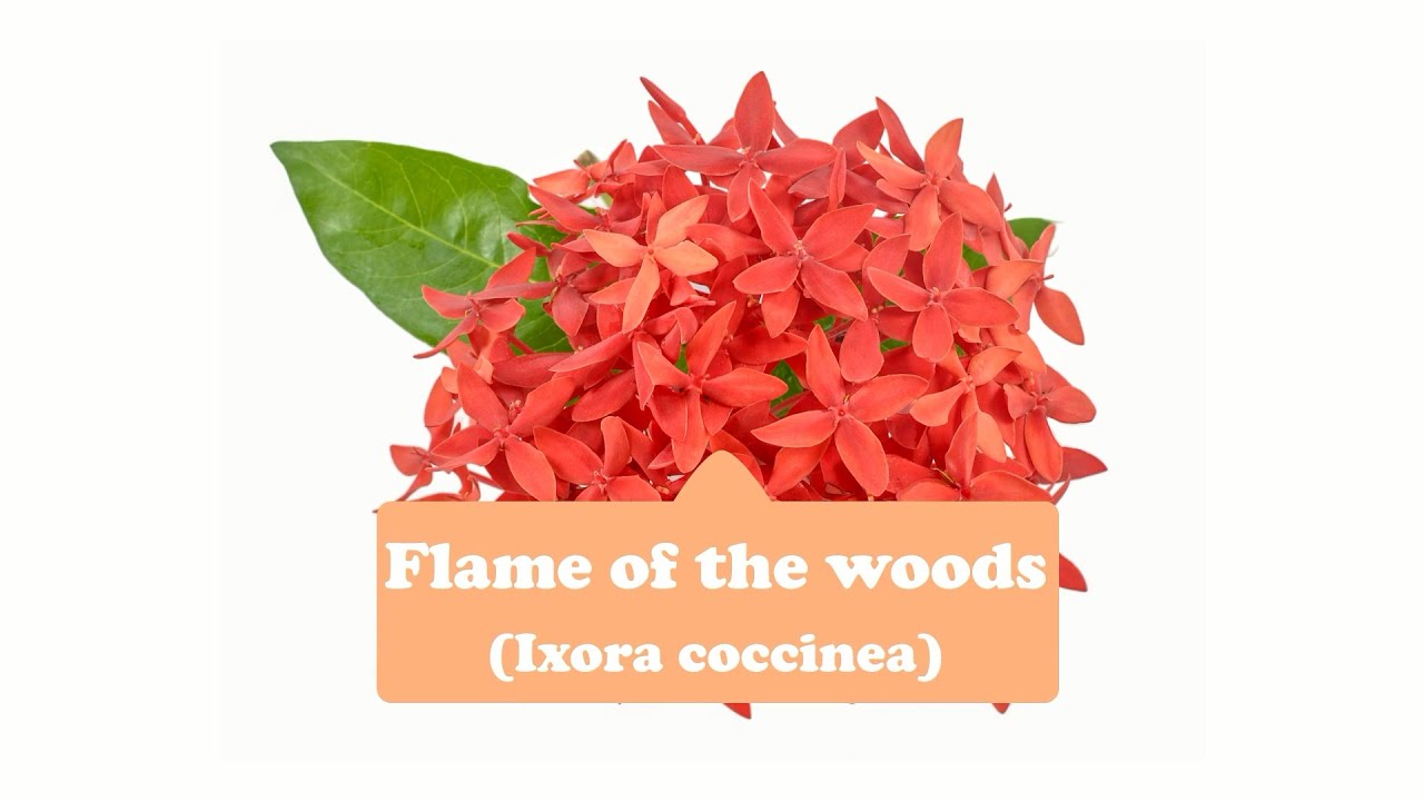 Flame of the woods (Ixora coccinea) Flower, Leaf, Care, Uses - PictureThis