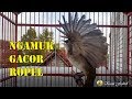 Bakal Langsung Nyaut Gacor Garudatrucuk Anda Saat Di Masteri Burung Trucukan Ini Mp3 - Mp4 Download