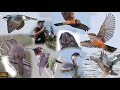 San Joaquin Marsh Birding. California. Part 19 finale.