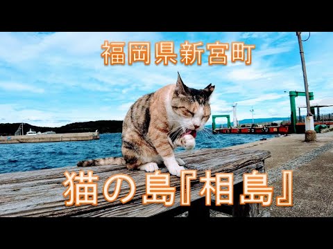 猫の島 相島 の一人旅視点映像 福岡県 新宮町 Youtube