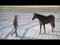 Training and Off the Track Thoroughbred Part 2 - Advantage Horsemanship TV