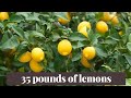How to preserve lemons / What do I do with 35 pounds of lemons?