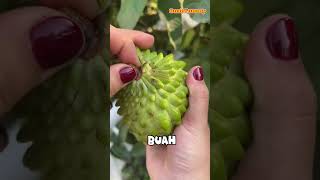Buah Nona Cantik 😍😍😍 #shorts #fruit #fruitcutting #srikaya