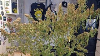 Cali Crasher Harvest day. Hortibloom Solux 350, DWC, medical marijuana grow, Doctor's Choice